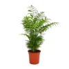 None Chamaedorea (Parlour Palm) Palm - 19cm -Plantery Shop 14495645 1305038759123284