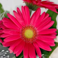Gift Wrapped Gerbera - 12cm -Plantery Shop 14567807 2035056339843842
