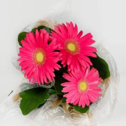 Gift Wrapped Gerbera - 12cm -Plantery Shop 14567807 2055056339938993