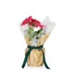 Gift Wrapped Gerbera - 12cm 2 Gift Wrapped Gerbera - 12cm -Plantery Shop 14567807 2085056339757910