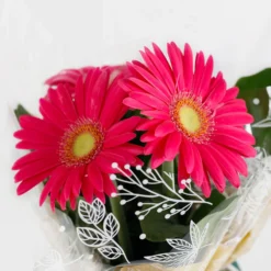Gift Wrapped Gerbera - 12cm -Plantery Shop 14567807 8365056339892382