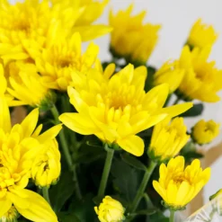 Gift Wrapped Chrysanthemum - 12cm -Plantery Shop 14567809 7675056339508421
