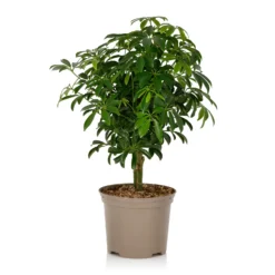 Schefflera - 17cm -Plantery Shop 14616660 1105054817798813