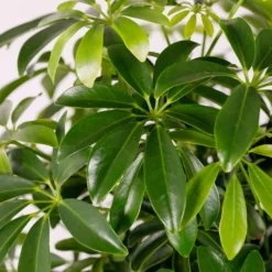 Schefflera - 17cm -Plantery Shop 14616660 1275054817936558