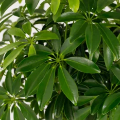 Schefflera - 17cm -Plantery Shop 14616660 1335054817862611