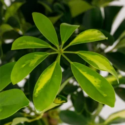 Schefflera - 17cm -Plantery Shop 14616660 1545054817728967