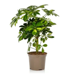 Schefflera - 17cm -Plantery Shop 14616660 1715054817693129