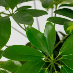 Schefflera - 17cm -Plantery Shop 14616660 4995054817764004