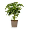 Schefflera - 17cm -Plantery Shop 14616660 7625054817620190