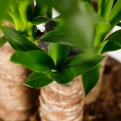 Yucca 21cm -Plantery Shop 14616662 1355054818279632