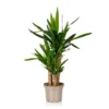 Yucca 21cm -Plantery Shop 14616662 1585054818247775