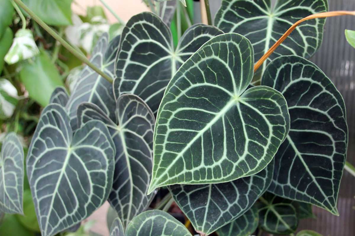 Plantery Shop -Plantery Shop Anthurium crystallinum 2